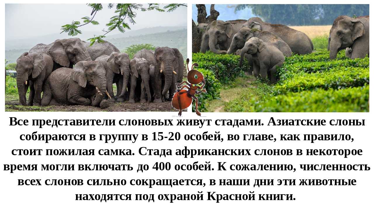 В какой природной зоне африки обитает слон. Интересные факты о слоне. Слон 1 класс окружающий мир. Где живут индийские слоны.