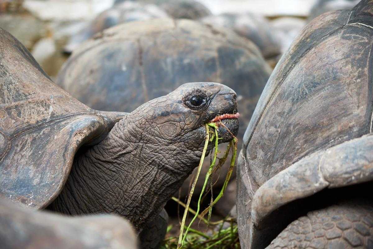 Сейшельские черепахи. Альдабрские черепахи. Альдабрские черепахи на Сейшелах. Черепахи на Сейшельских островах. Альдабрская черепаха Джонатан.