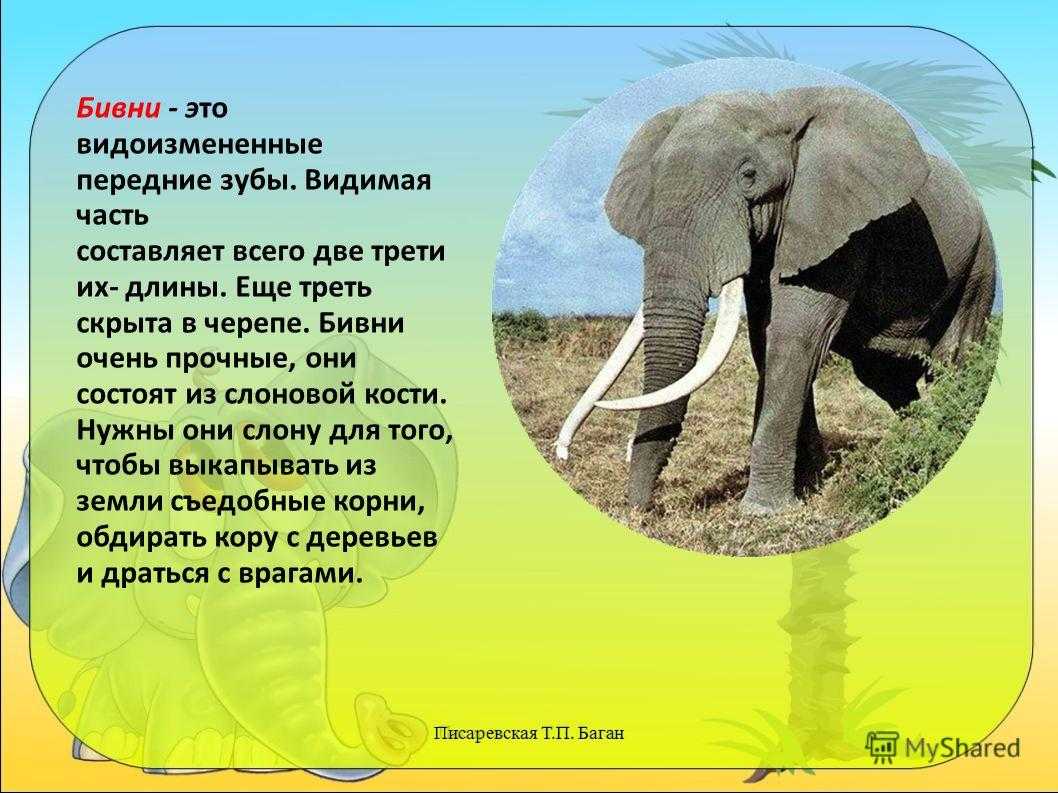 Презентация окружающий мир где живут слоны