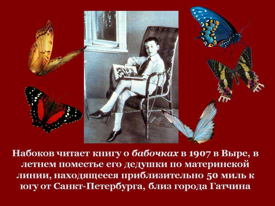 Владимир набоков о распорядке дня, бабочках и великом искусстве