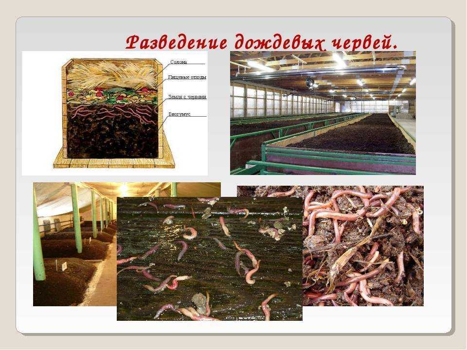 Разведение червей — доходный бизнес для любителей сельского хозяйства