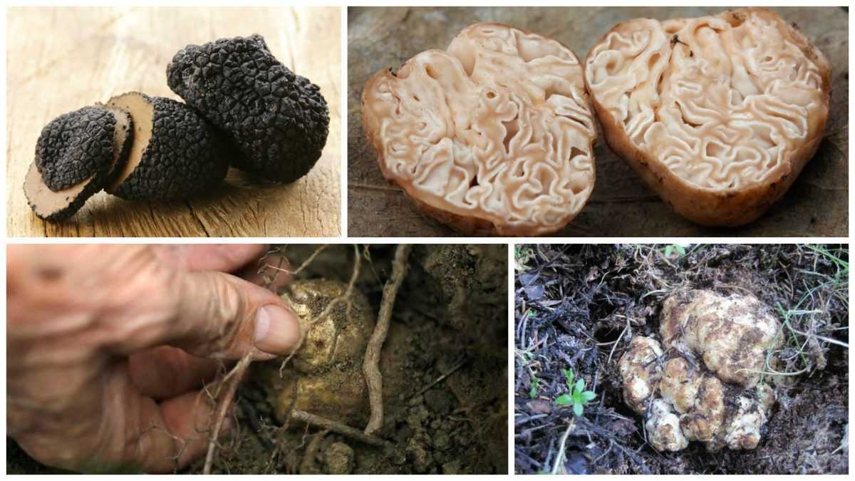 Где в россии растут настоящие дорогие трюфели - области и регионы по видам грибо