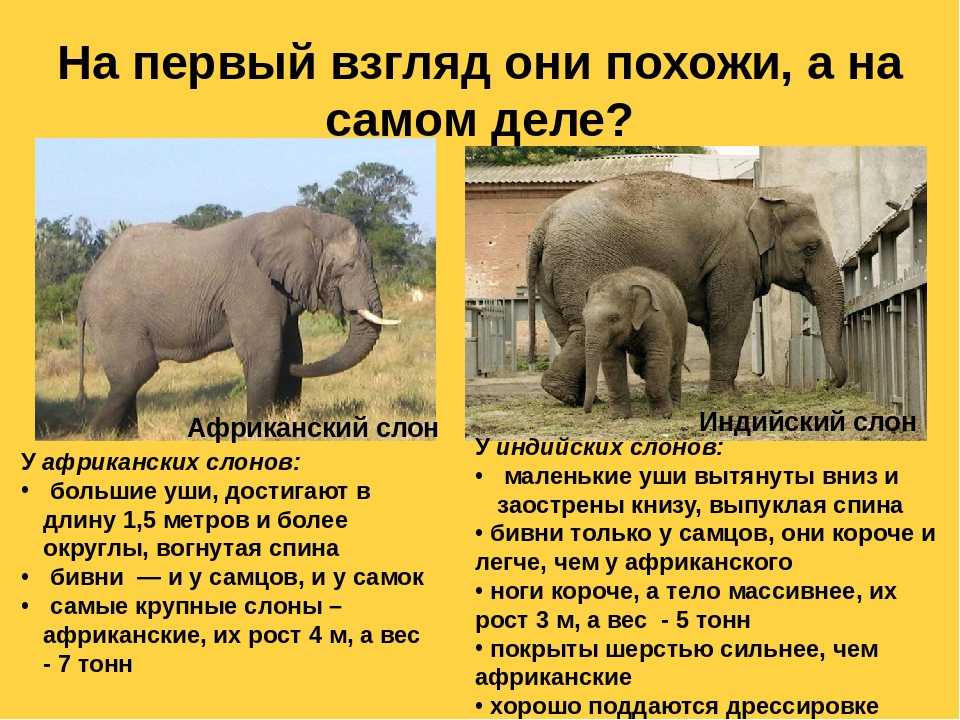 Слон где живет животное